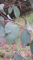 Eucalyptus delegatensis