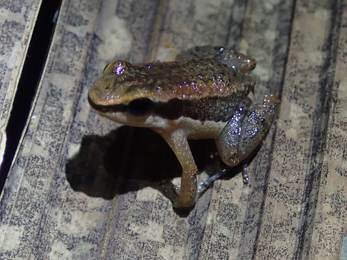 Allobates fratisenescus