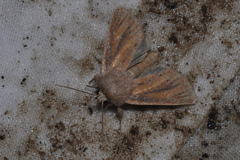 Denticucullus pygmina