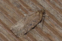 Agonopterix scopariella