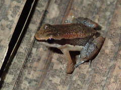 Allobates insperatus