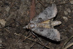 Epilecta linogrisea