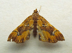 Musotima nitidalis