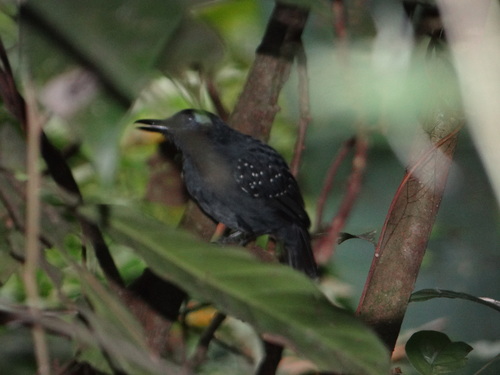 Plumbeous Antbird (Myrmelastes hyperythrus), photo 3