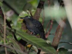 Myrmelastes hyperythrus