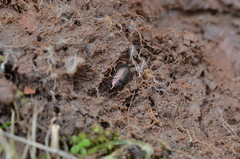 Poecilus cupreus