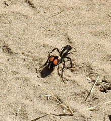 Traumatomutilla centralis