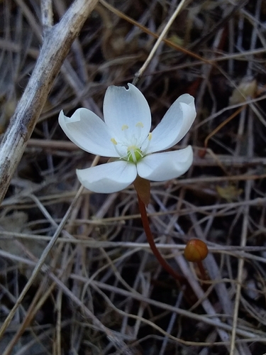 Drosera praefolia