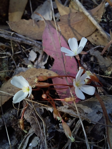 Drosera praefolia