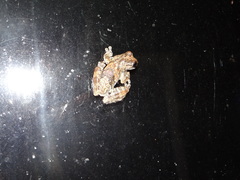 Dendropsophus acreanus