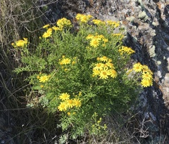 Senecio lyonii