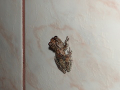 Dendropsophus acreanus