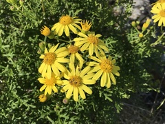 Senecio lyonii