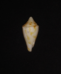 Conus scalaris