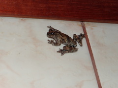 Dendropsophus acreanus