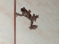 Dendropsophus acreanus
