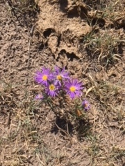 Dieteria bigelovii