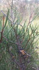 Hakea microcarpa