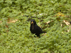 Turdus merula aterrimus