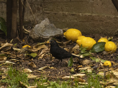 Turdus merula aterrimus