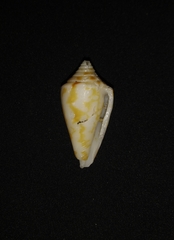 Conus scalaris