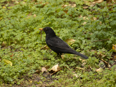 Turdus merula aterrimus