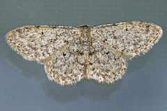 Idaea alyssumata