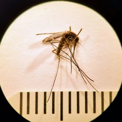 Anopheles perplexens