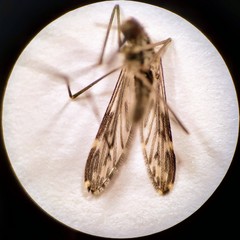 Anopheles perplexens
