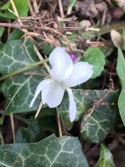 Viola odorata