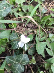Viola odorata