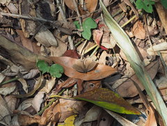 Ypthima multistriata