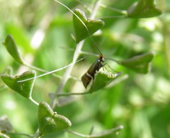 Adela australis