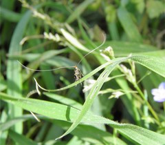 Adela australis