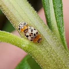 Psyllobora parvinotata