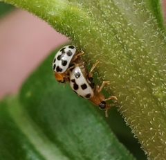 Psyllobora parvinotata