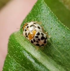 Psyllobora parvinotata