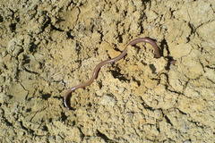Xerotyphlops vermicularis