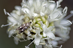Scythris scopolella