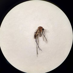 Culiseta melanura