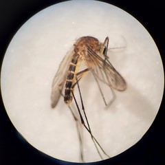 Culiseta melanura
