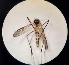 Culiseta melanura