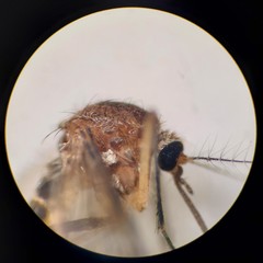 Culiseta melanura