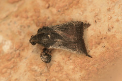 Dasycnemia obliqualis