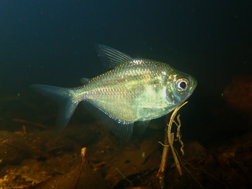 Poptella compressa
