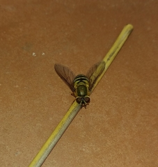 Syrphus ribesii