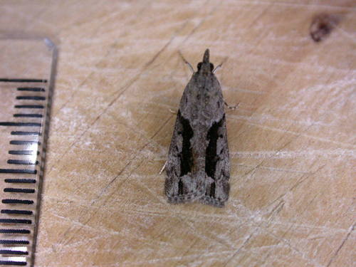 Sod webworm photo 6
