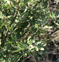 Acmispon dendroideus traskiae