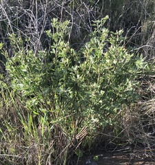 Acmispon dendroideus traskiae