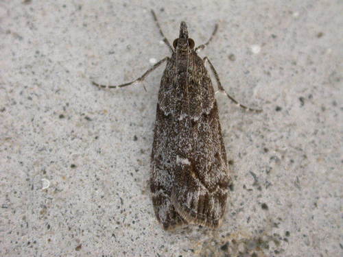 Sod webworm photo 4